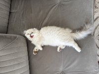 Scottish Fold X British Longhair