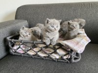Gri British Shorthair yavrular
