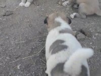 Safkan kangal köpeği 4 adet erkek