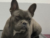 French bulldog fırsatını kaçırma