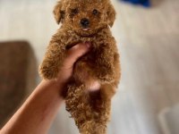 Toy Poodle Bebekler