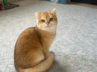 SAF IRK NY12 GOLDEN BRİTİSH SHORTHAİR KEDİM