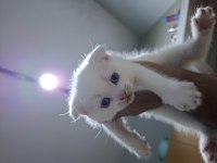 Yeni yuvasını bekleyen tatlış bir scottish fold