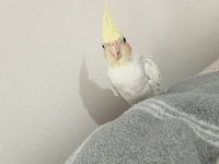 5 Aylık Sultan Papağanı