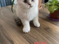 Sahiplendirme british longhair