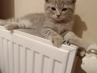 2 aylık yavru scottish fold erkek