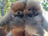 A kalite pomeranian boo