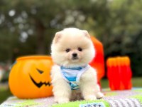 Orjinal Pomeranian Boo