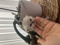 Silver british longhair bebeğim