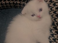 2 aylık scottish fold dişi kedimi sahiplendiriyorum