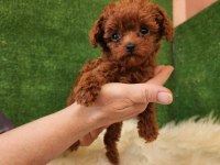 Toy poodle için doğru adres mi arıyorsunuz?