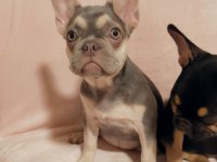 FLUFFY ve ISABELLA TAŞIYICI AŞILI FRENCH KIZLARIMIZ