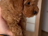 Eşsiz toy poodle dişi çikolata