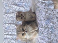 2 aylık sevimli british longhair yavrular