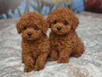 Irk Garantili Poodle Yavrular