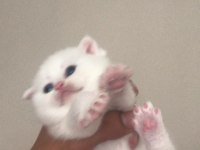 Irk Garantili scottish fold beyaz mavi göz dişi yavrularım