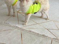 Pomeranian kopeğimiz