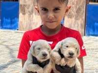 Sevimli golden retriever yavruları