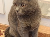 3 aylık scottish fold yavrular sahiplendirilecektir