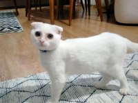 6 aylık sevimli scottish fold