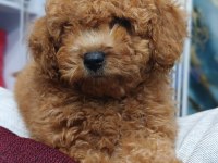 IRK VE SAĞLIK GARANTİLİ TOY POODLE YAVRUMUZ