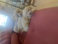 Maltipoo bebek 2 aylık köpekler