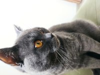 Erkek British Shorthair