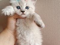 british shorthair yavruları