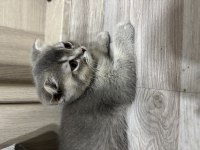 Scottish fold yavrularımız