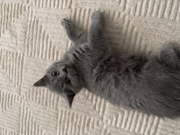 British shorthair 2 aylık kedimiz