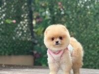 Ayı Surat Pomeranian Boo Yavrumuz