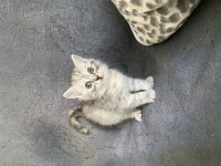 Silver Tekir Yavru Kediler Yuva Arıyor