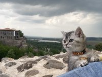 4 aylık scottish fold