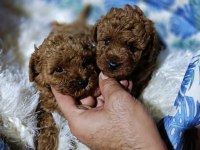 Gerçek Teacup Kore poodle bebekler