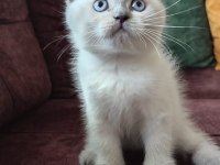 Safkan blue point scottish fold son erkek yavrumuz