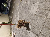 Chihuahua tatlı yavru köpeğimiz