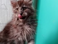 Maine coon full şecereli yavrular