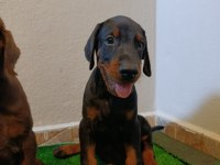 A scr üst düzey doberman