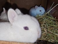 Mini lop tavşan bebeklerimiz