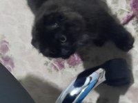 3 aylik Tuvalet eğitimli çirkin kral scottish fold