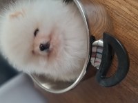 Show kalite pomeranian boo