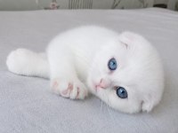 Beyaz Mavi Gözlü Scottish Fold Bebekler