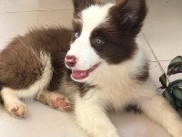 4 tane çok iyi kahve beyaz dişi 60 günlük border collie