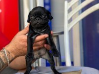 Pug mops siyah yavrular