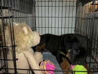 Sağlık ve Irk garantili macar rottweiler yavrular