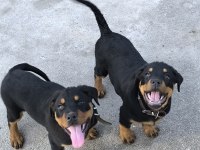 Üst Kalite Dev Rottweiler yavrular