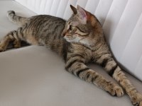 11 Aylık sevecen oğlumuz yuvasını arıyor tekir