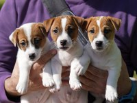 FCI (KIF) şecereli safkan kısa tüylü yavru jack russell