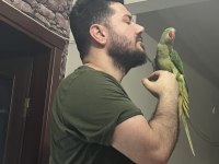 Evcil alexander papağanı