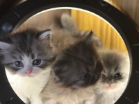 BRİTİSH LONGHAİR KEDİSİ